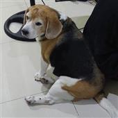Tr