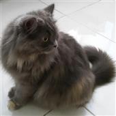 Nữ