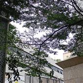 Củ