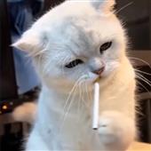 Lị