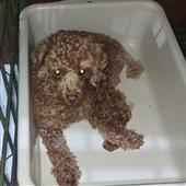 HE