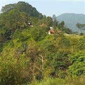 Bó