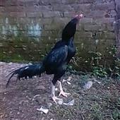 Kh