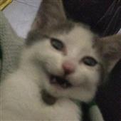 Bí