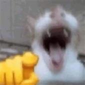 Ha