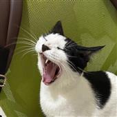 Di
