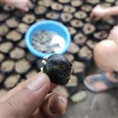 Hợ