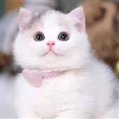 Dự