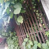 Củ
