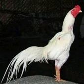 Ph