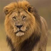 Be