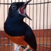 Tạ