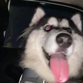 Gu