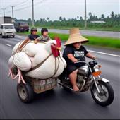 Dự