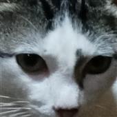 Bả