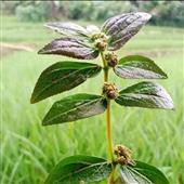 RỒ