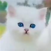 Bu