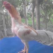 Cá