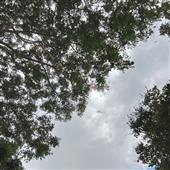 Si