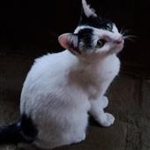 Bo