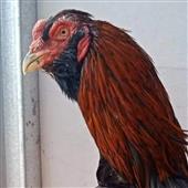 Vò