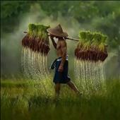 Cổ
