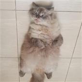 Tr