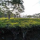 Số