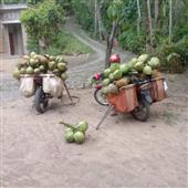 lị