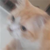Ev