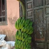 Cò