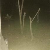 Sò