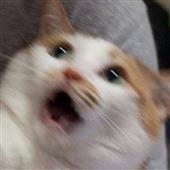Wo
