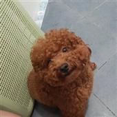Kế