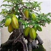 Đu