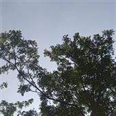 Nh