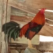 Ch