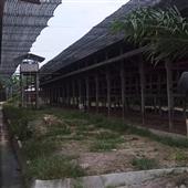 Bắ