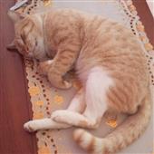 Bầ