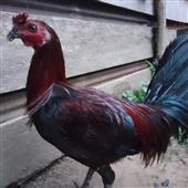 Cú