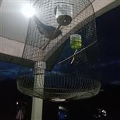 da