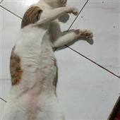 Kế