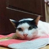 Tỷ