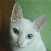 Đạ