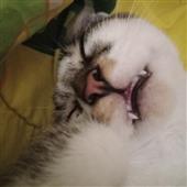 Ki