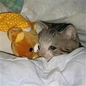 Tỷ
