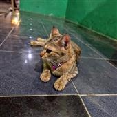 Kế