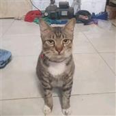 Bả