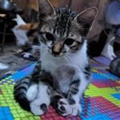 Kh