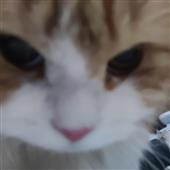 Si